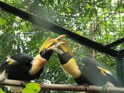 Vườn Quốc gia Phong Nha - Kẻ Bàng tiếp nhận, cứu hộ nhiều động vật hoang dã, quý hiếm