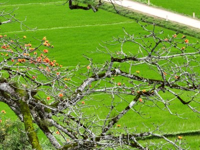 Chiêm ngưỡng cây di sản đầu tiên ở Quảng Bình nở hoa vàng sắc cam