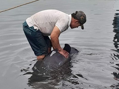 Quảng Bình: Ngư dân góp tiền mua lại cá voi bị đánh bắt thả về biển