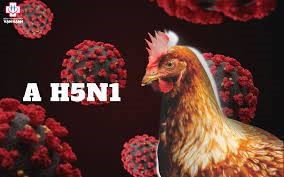 Người mắc cúm A/H5N1 tử vong: Chưa có thuốc đặc trị và vắcxin phòng bệnh