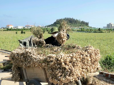 Đưa tỏi Lý Sơn thành sản phẩm du lịch đặc trưng