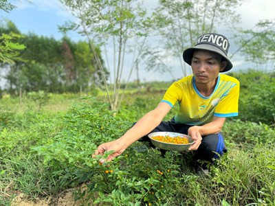 Quảng Ngãi: Tuổi trẻ khởi nghiệp từ nông nghiệp sạch gắn với dịch vụ du lịch