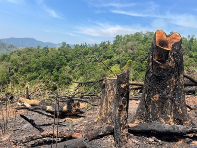Kon Tum: Rừng Đắk Psi bị “cưa gốc, đốt trụi”, chính quyền địa phương không biết?