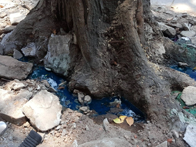 Hà Nội: Kiểm tra, xử lý nghi vấn cây sao đen trăm tuổi bị bức tử trước khi đốn hạ