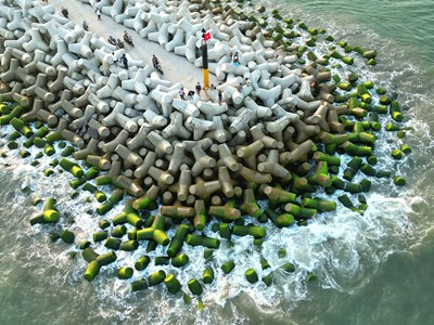 Bãi rêu xanh mướt ở bờ kè biển Quảng Ngãi thu hút du khách