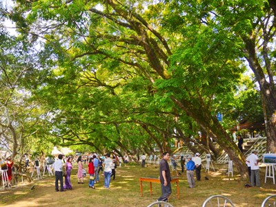 Nhiều hoạt động đặc sắc tại Lễ hội “Tam Kỳ - Mùa hoa sưa năm 2024”