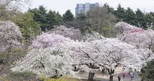 Hoa anh đào nở rộ tại thủ đô Tokyo của Nhật Bản