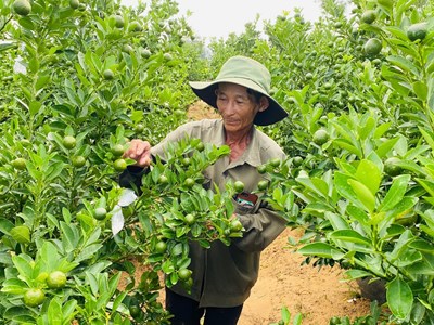 Quảng Nam: Bảo tồn giá trị truyền thống, bản sắc văn hóa của làng nghề