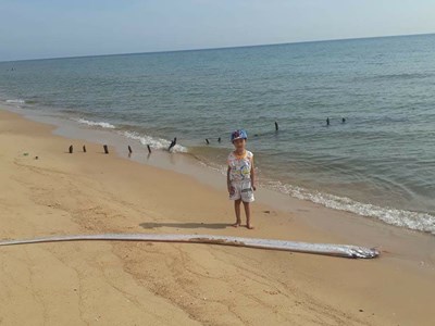 Quảng Bình: Ngư dân chôn cất 4 con cá hố rồng theo phong tục địa phương