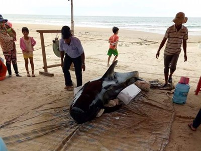 Quảng Ngãi: Cá voi nặng hơn 400 kg trôi dạt vào bờ biển