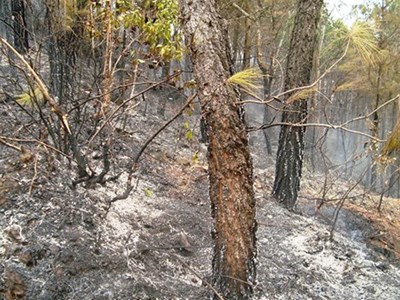 Nghệ An: Phải gặt lúa vào ban đêm