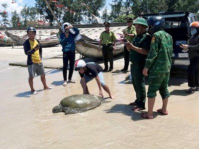  Thả cá thể vích nặng gần 70kg về biển