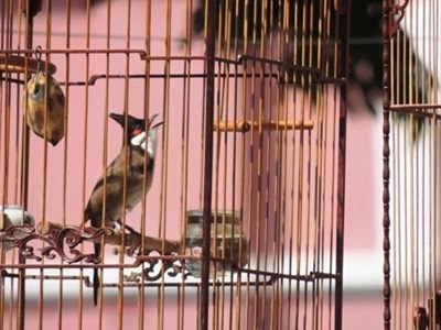 Vì sao Hội thi “Tiếng hót chim chào mào cảnh” ở Huế không được cấp phép?