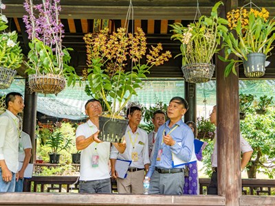 Hơn 1.000 tác phẩm cây kiểng, phong lan đặc sắc của ba miền hội tụ tại khu di sản Huế
