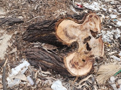 Gần 2,6 ha rừng phòng hộ ven biển được xã “thanh lý” trước sáp nhập