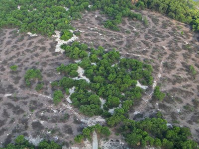 Thành phố Huế chỉ đạo công an điều tra, xử lý vụ khai thác rừng phòng hộ ven biển