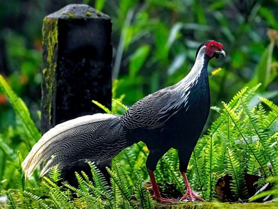 Gà lôi trắng được nhân giống thành công ở Vườn quốc gia Bạch Mã