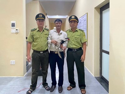 Tiếp nhận gà lôi trắng “đi lạc” khu vực công viên ở Huế