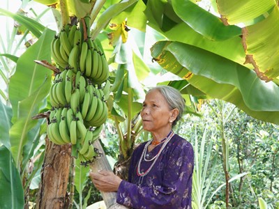 Trồng cuối già lùn tạo sinh kế bền vững cho đồng bào vùng cao A Lưới