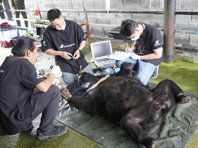 Giải cứu cá thể gấu ngựa bị nuôi nhốt hơn 25 năm ở một doanh nghiệp