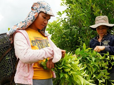 Xanh thẳm rừng chè trăm tuổi trên dãy Cà Đam 