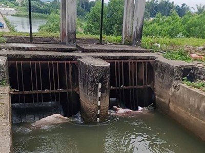 Xác lợn chết vứt bừa bãi trên kênh