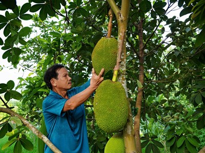 “Gieo qủa ngọt” trên vùng đất khó