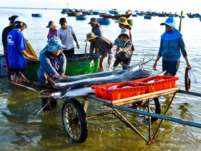 Nhộn nhịp chợ cá Châu Thuận Biển