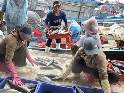 Tàu thuyền hối hả vào bờ bán cá tránh siêu bão Bualoi