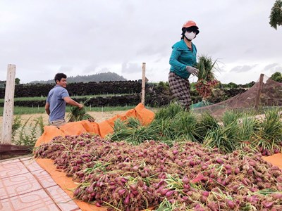 Nông dân đặc khu Lý Sơn tất bật thu hoạch hành chạy bão