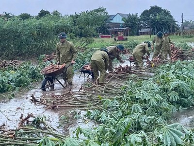 Bộ đội Biên phòng Quảng Ngãi giúp dân thu hoạch mì chạy lũ