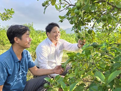 Trồng chanh tứ quý - Hướng đi mới của nông dân xã Mộ Đức
