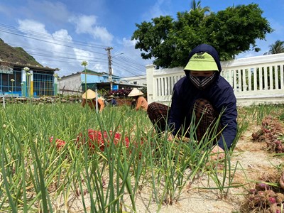 Đặc khu Lý Sơn đẩy mạnh công tác giảm nghèo, nâng cao đời sống người dân