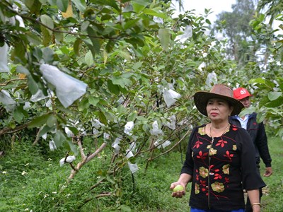 Phát triển cây ổi lê trên vùng đất Mộ Đức