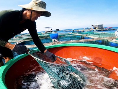 Phát triển kinh tế từ mô hình nuôi cá bớp bằng lồng bè trên biển