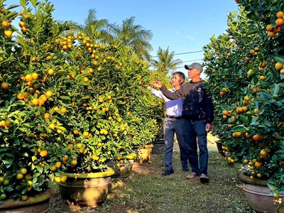 Mô hình quất cảnh – điểm sáng trong chuyển đổi sản xuất nông nghiệp tại Quảng Ngãi