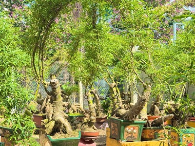 Thổi hồn tre Việt giữa lòng đô thị Quảng Ngãi