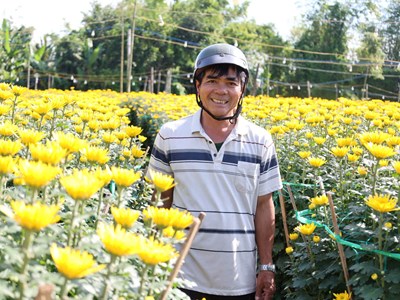 Hoa cúc Nghĩa Hiệp được mùa, được giá dịp Tết Nguyên đán