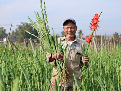An Phú vào mùa hoa lay ơn rực rỡ đón Tết Bính Ngọ