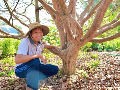 “Cụ mai” hơn 70 năm tuổi ở Quảng Ngãi được rao bán 3,5 tỉ đồng