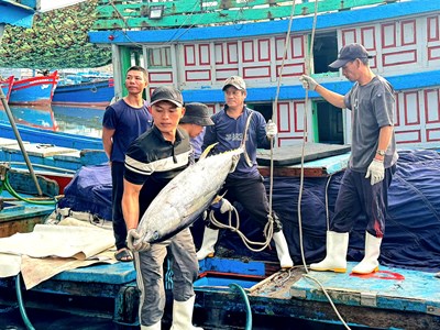Mùa biển cuối năm khởi sắc, ngư dân Quảng Ngãi vững tin bước vào năm mới