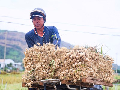 “Shipper” ruộng tỏi ở Lý Sơn tất bật chạy đua thời vụ