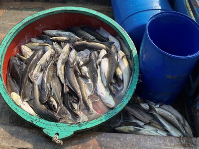 Cá bớp chết hàng loạt, nông dân Lý Sơn thiệt hại hàng chục tỉ đồng