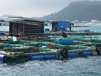Cá bớp nuôi lồng bè thiệt hại nặng, đặt ra yêu cầu xử lý môi trường khẩn cấp