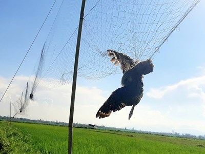 Tăng cường các giải pháp bảo vệ chim yến, ngăn chặn tình trạng săn bắt trái phép