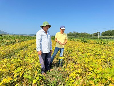 Liên kết trồng đậu nành - mở lối nông nghiệp hàng hóa ở Quảng Ngãi