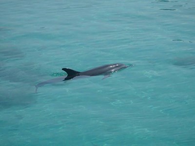 Cá heo bất ngờ xuất hiện gần cảng cá Lý Sơn, tín hiệu tích cực từ môi trường biển