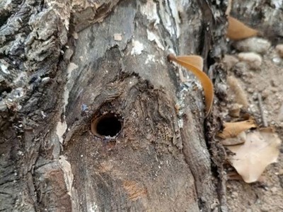 Phát hiện nhiều cây xanh đô thị bị khoan lỗ, nghi bị xâm hại