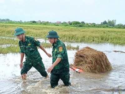 Lội ruộng, giúp dân chạy đua với mưa để cứu lúa