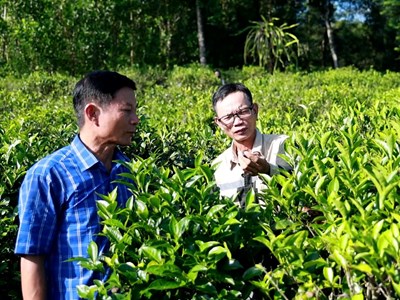 Chè trăm tuổi – tài sản xanh của Lộc Thanh